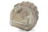 Bargain, Enrolled Asaphus Trilobite - Russia #363256-2